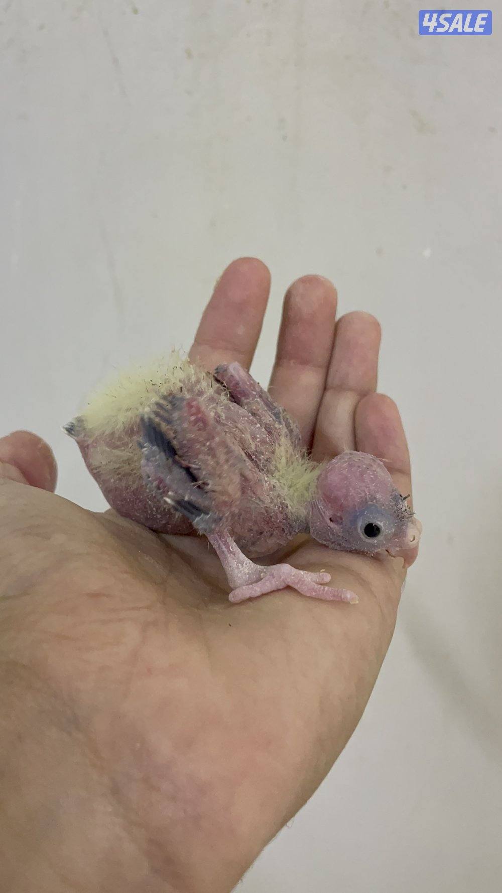 للبيع فروخ كروان3