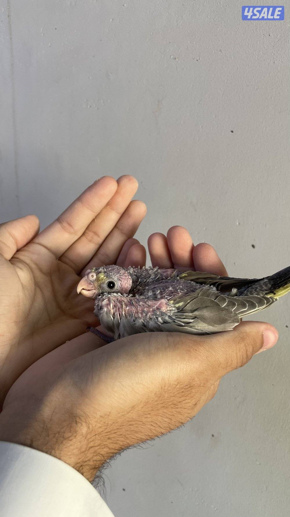 للبيع فروخ كروان4