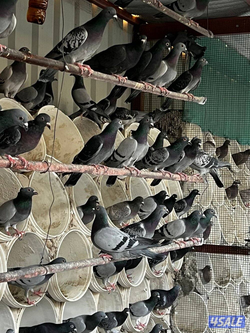 مزارع الوفره7