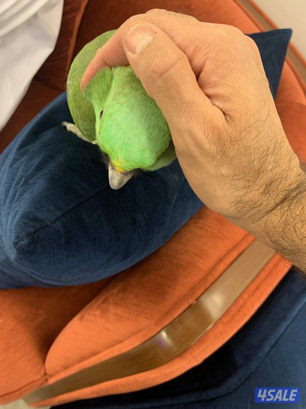 امزون يلوناب0