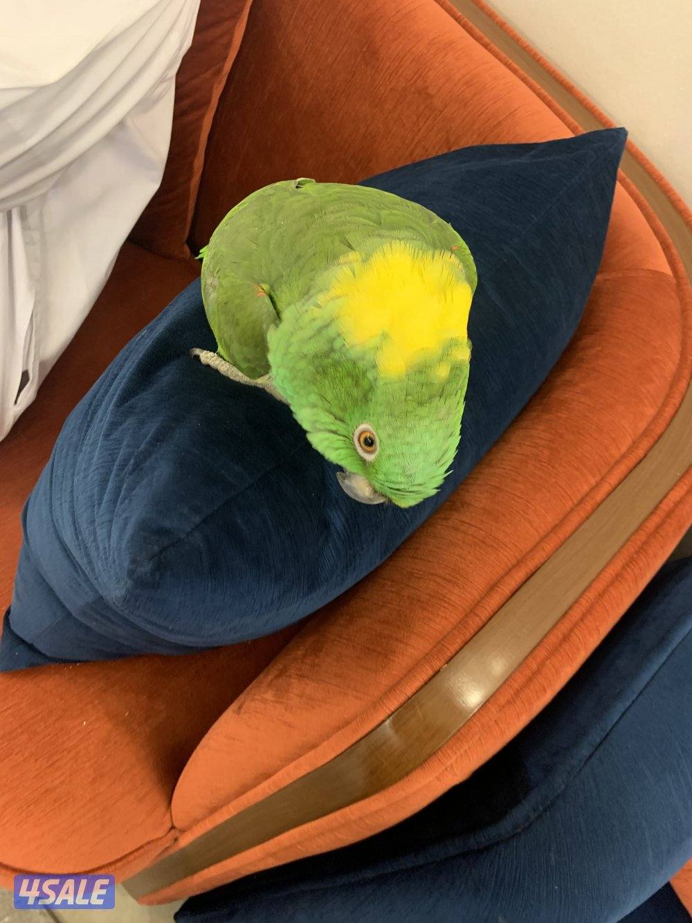 امزون يلوناب1