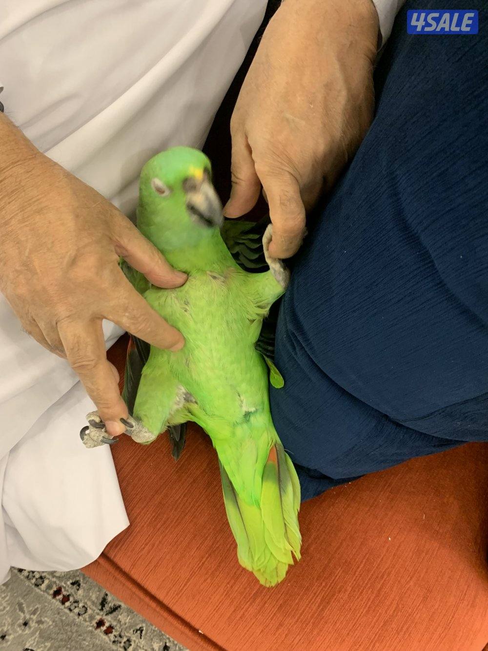 امزون يلوناب2