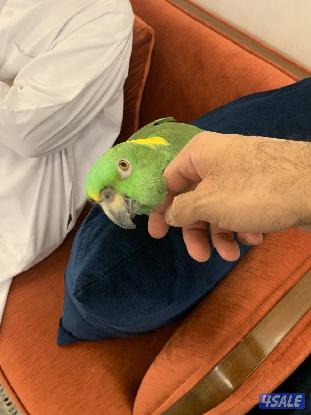 امزون يلوناب3