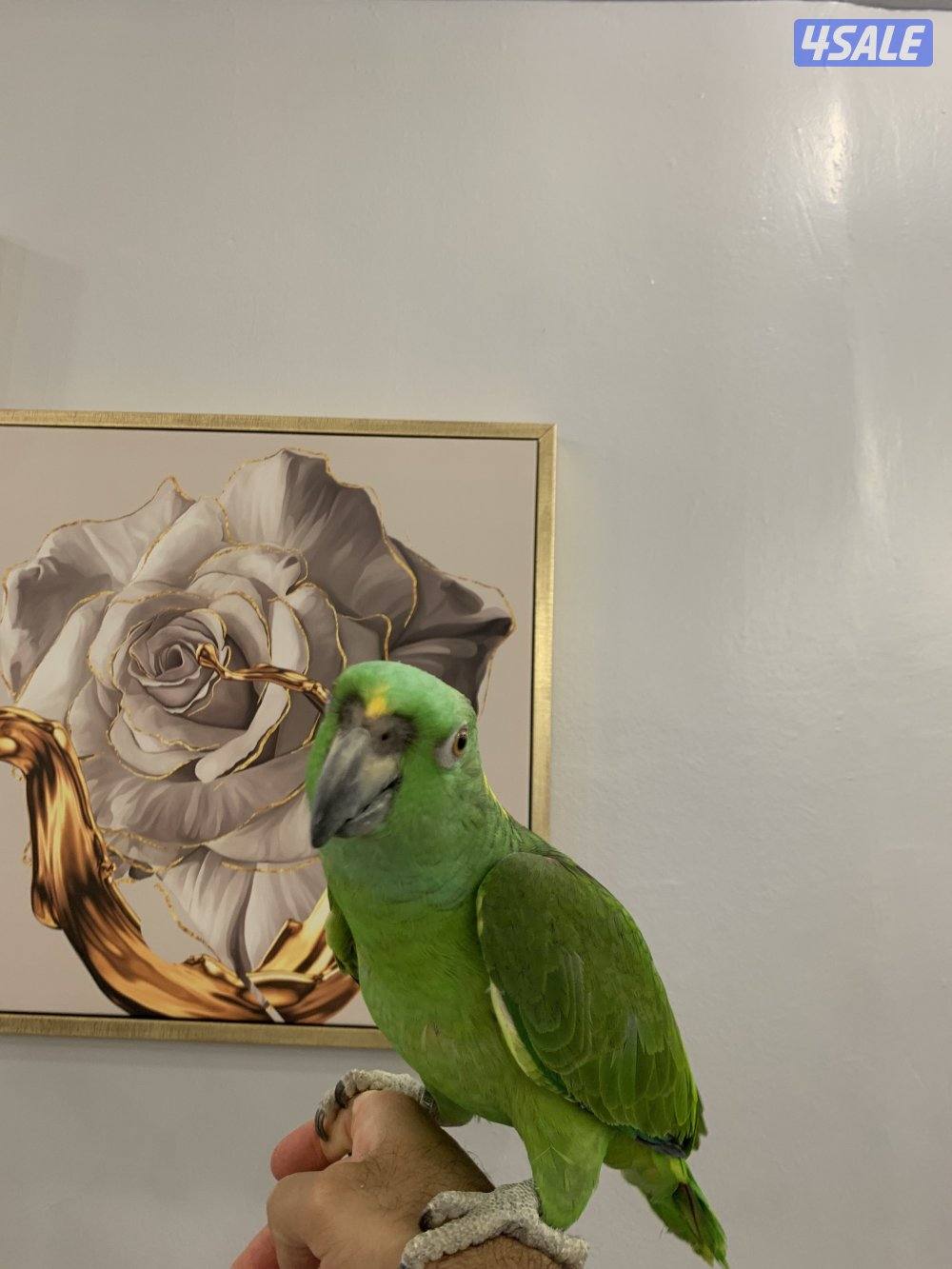 امزون يلوناب4