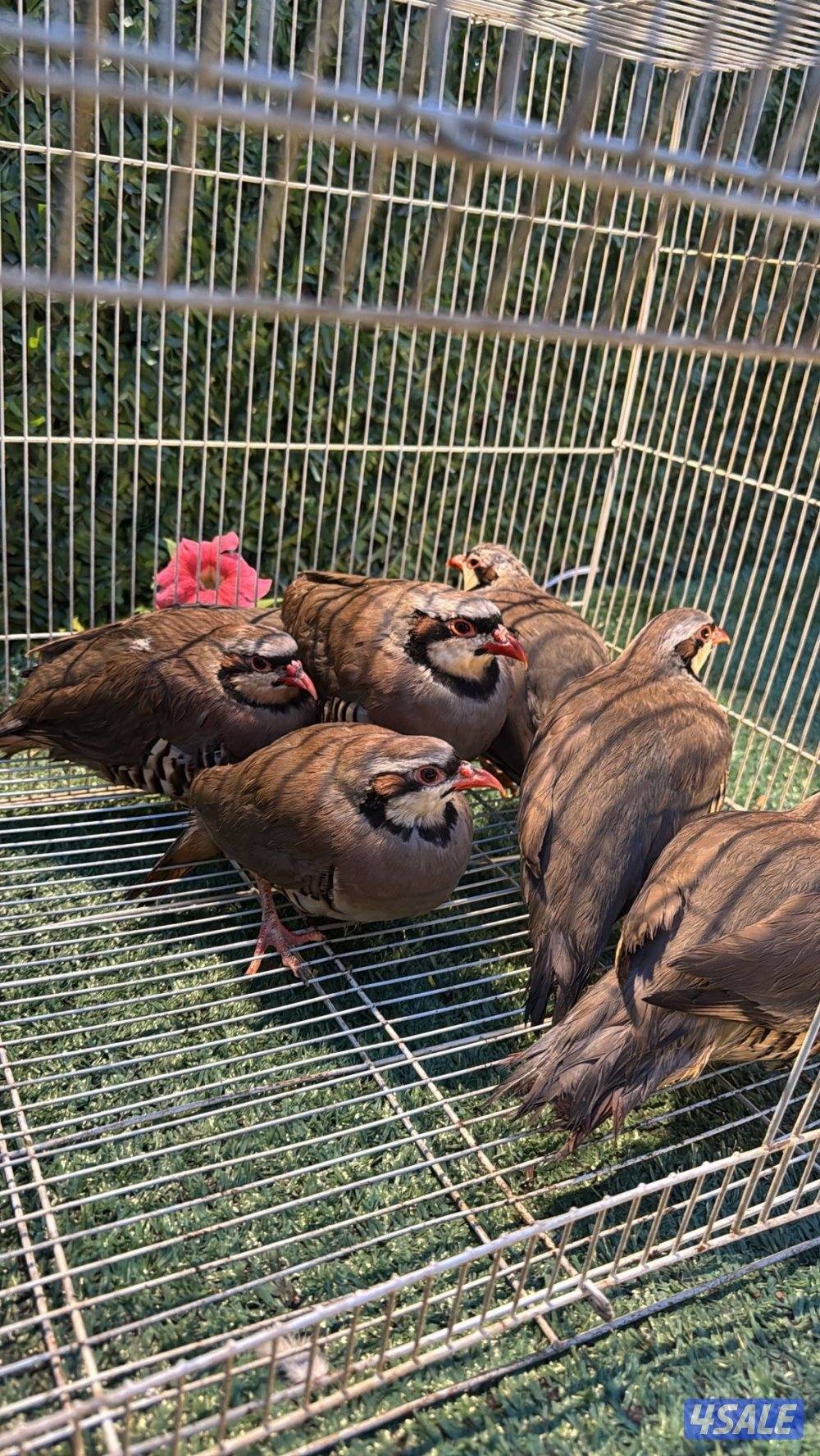 طيور محميه انتاج الكويت1