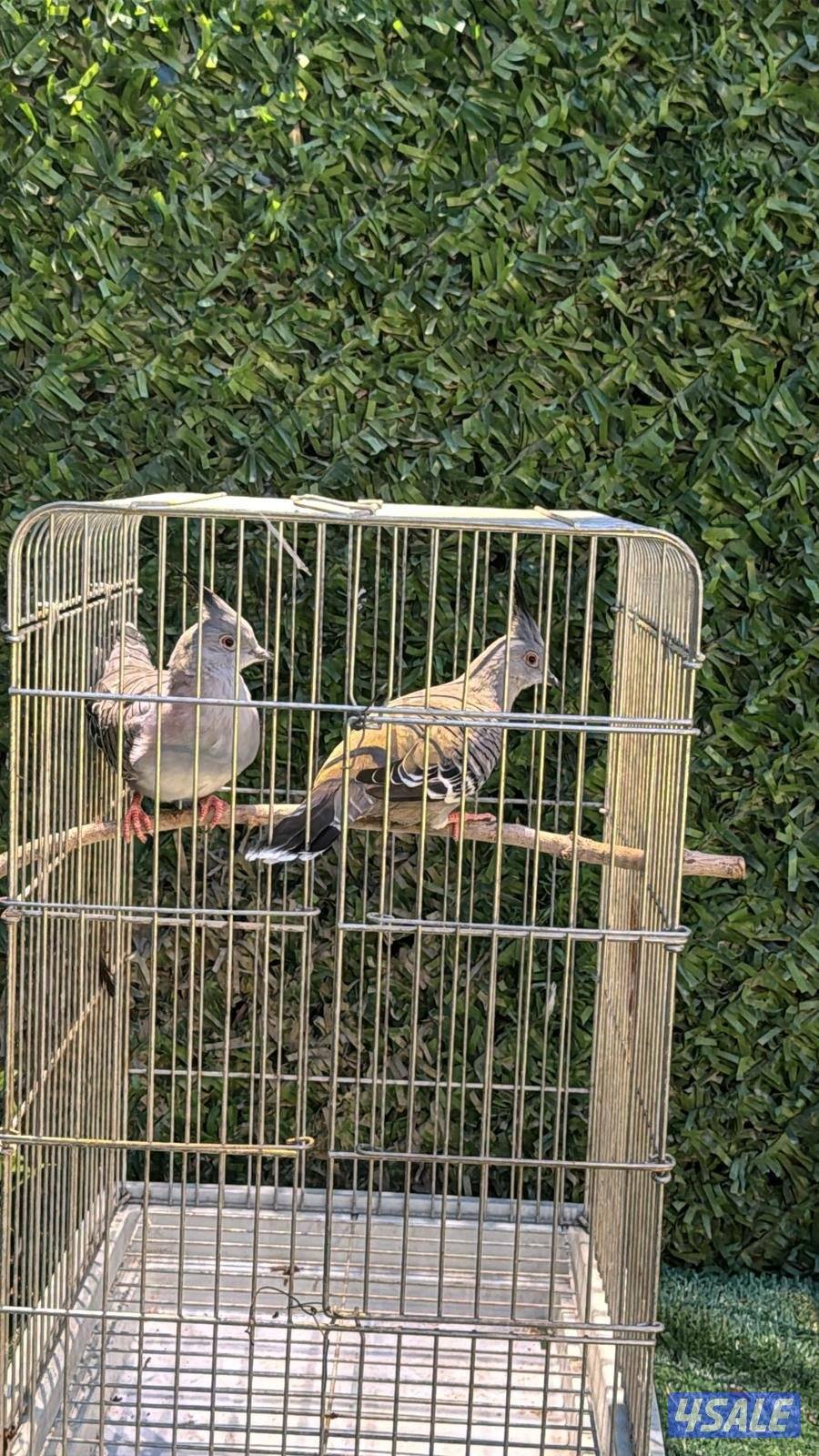 طيور محميه انتاج الكويت0