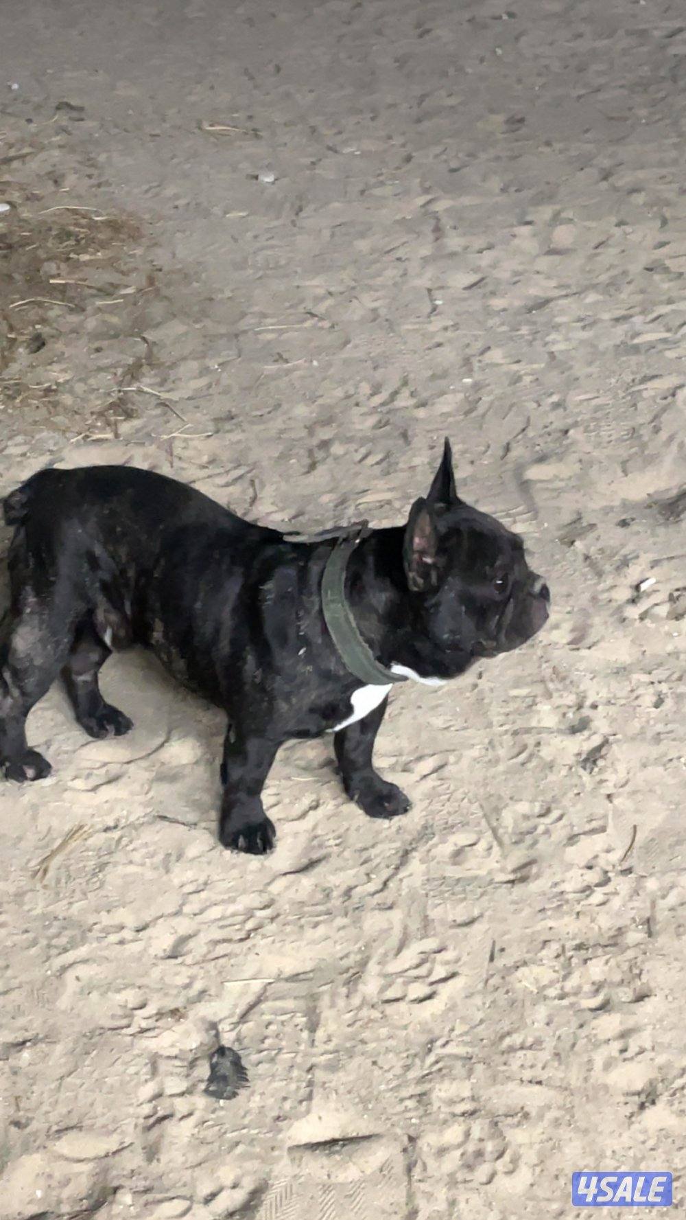 للبيع بول دوغ ذكر عمره سنه ونص ماخذ جميع تطعيمات ينفع الكبار والصغار0