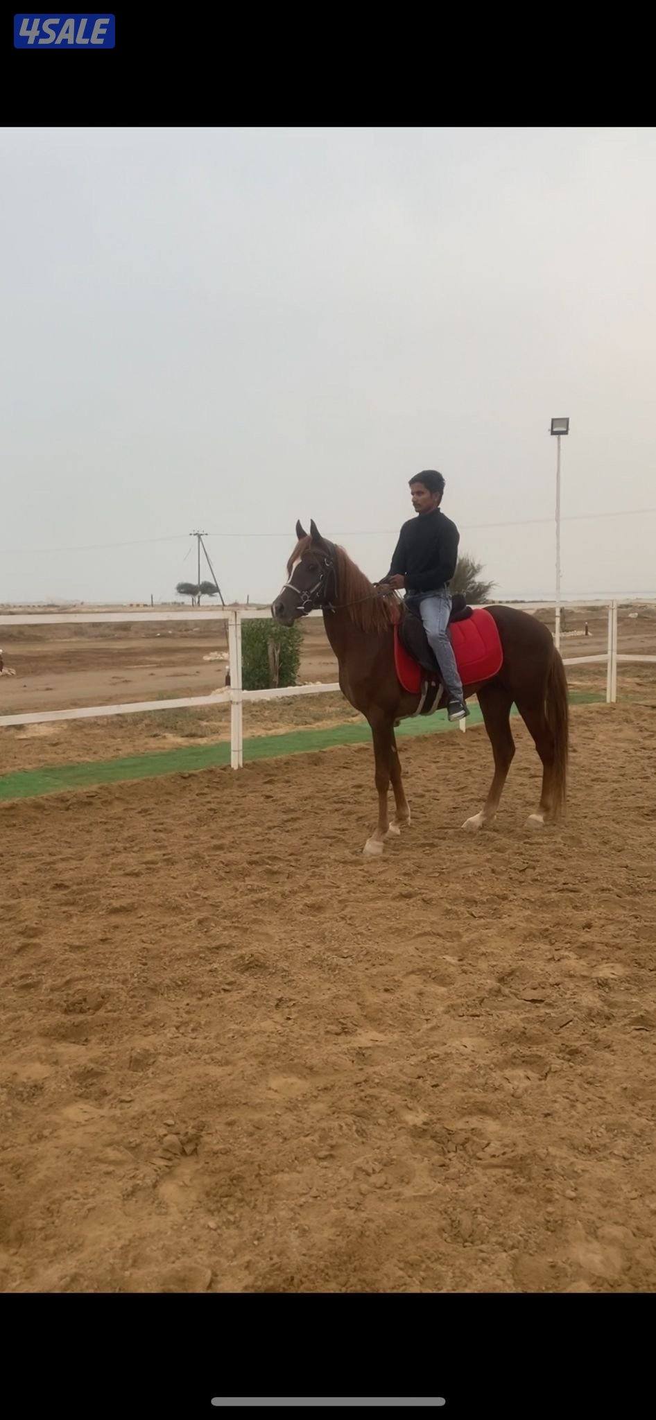 حصان مصري مواليد 2021 شرط سلم0