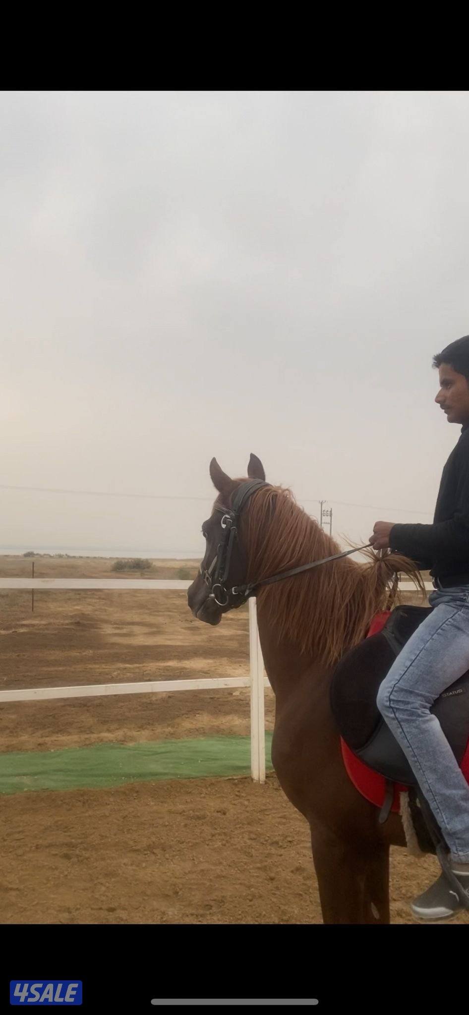 حصان مصري مواليد 2021 شرط سلم1