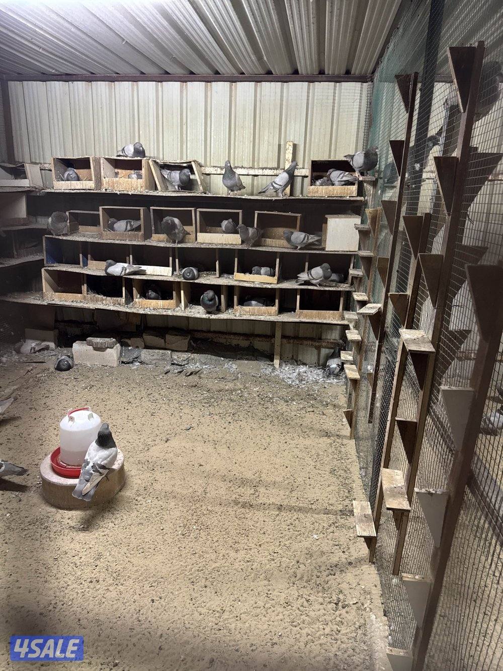 مزارع الوفره حمام سلفر2