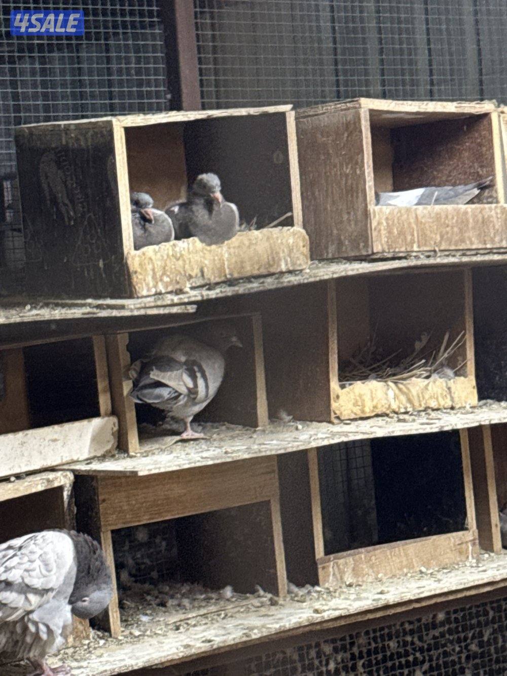 مزارع الوفره حمام سلفر1