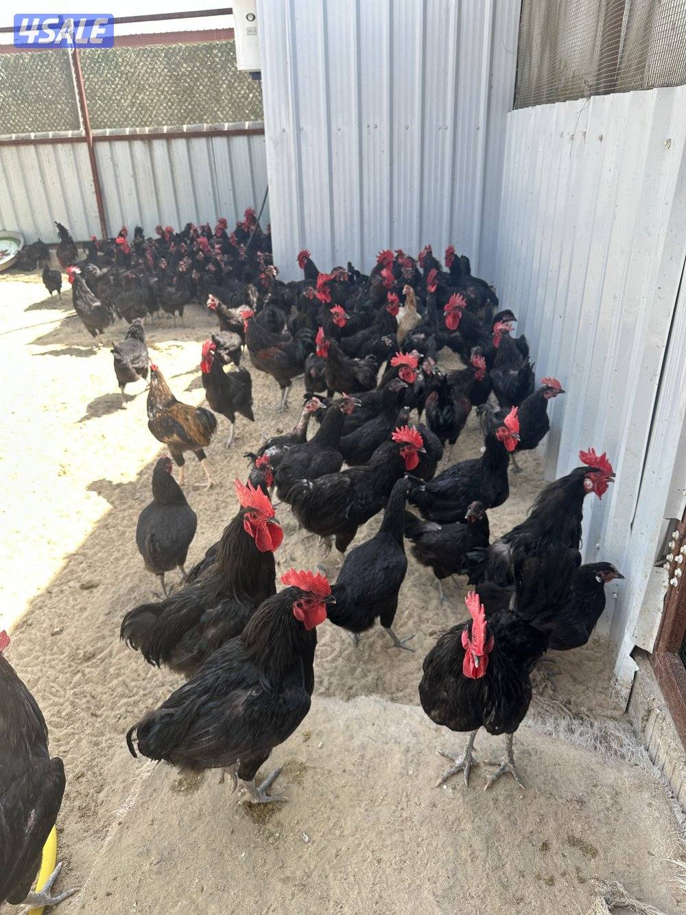 للبيع بيض دجاج عراقي ودجاج وجياجة1