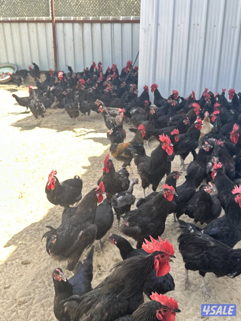 للبيع بيض دجاج عراقي ودجاج وجياجة2