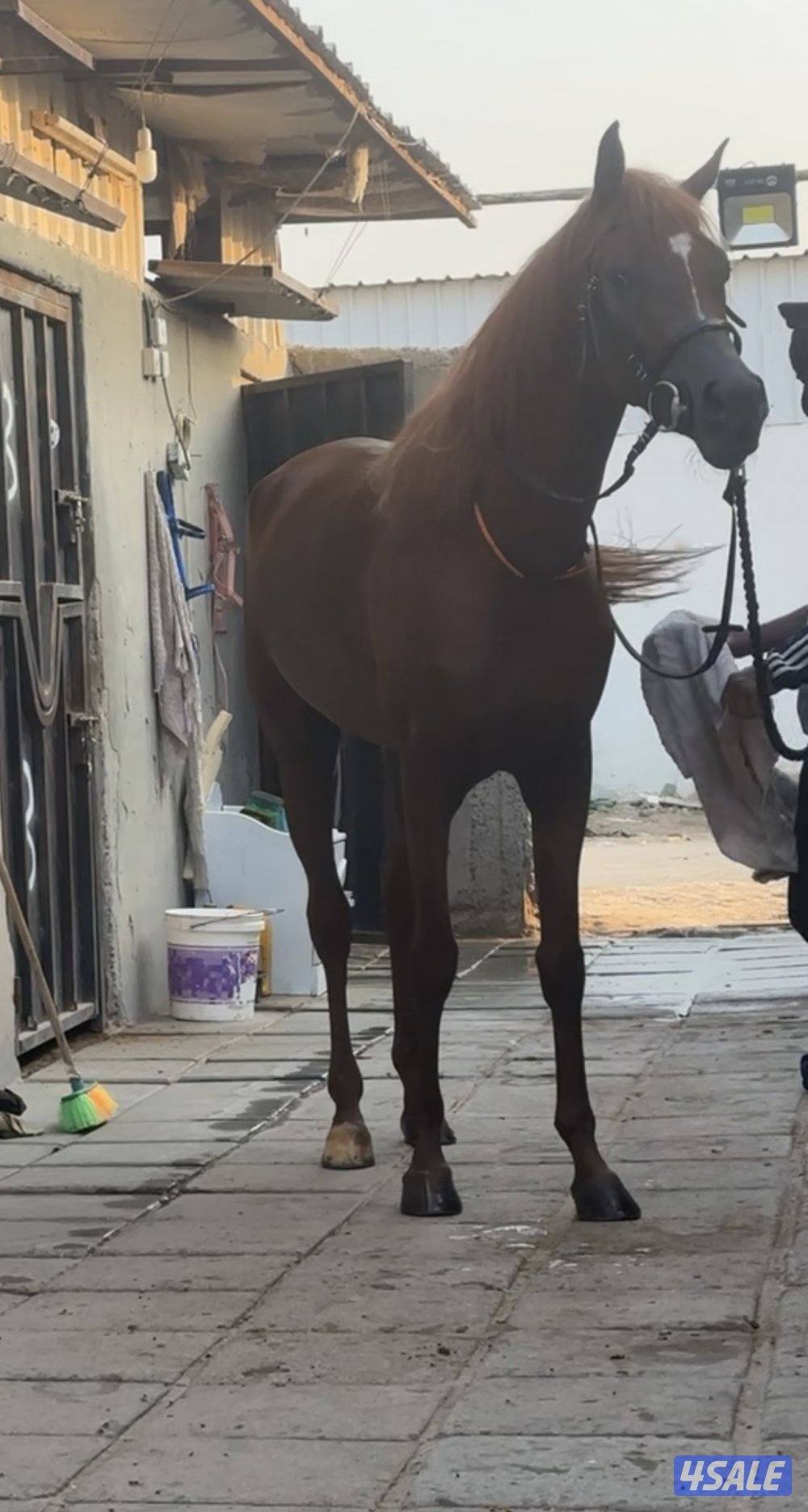 للبيع حصان بولش0
