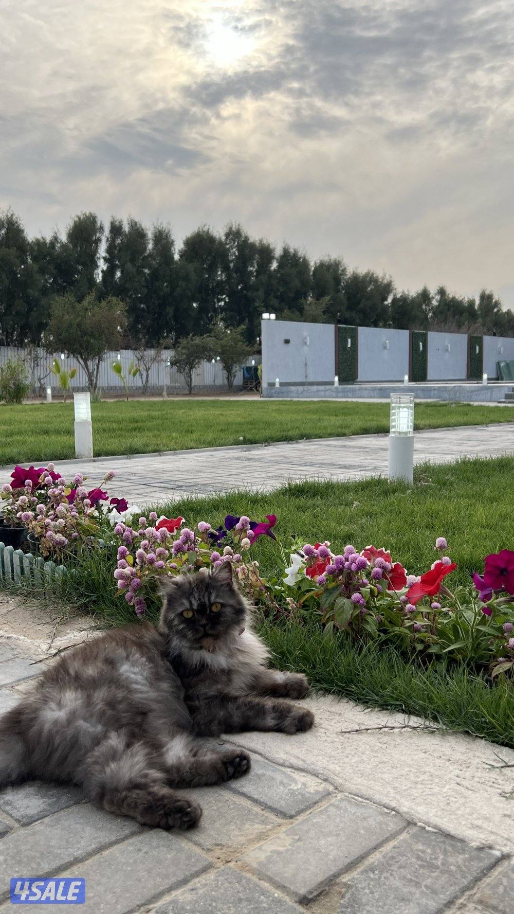 مزرعة بالوفره6