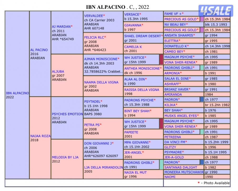 حصان فاخر للبيع1