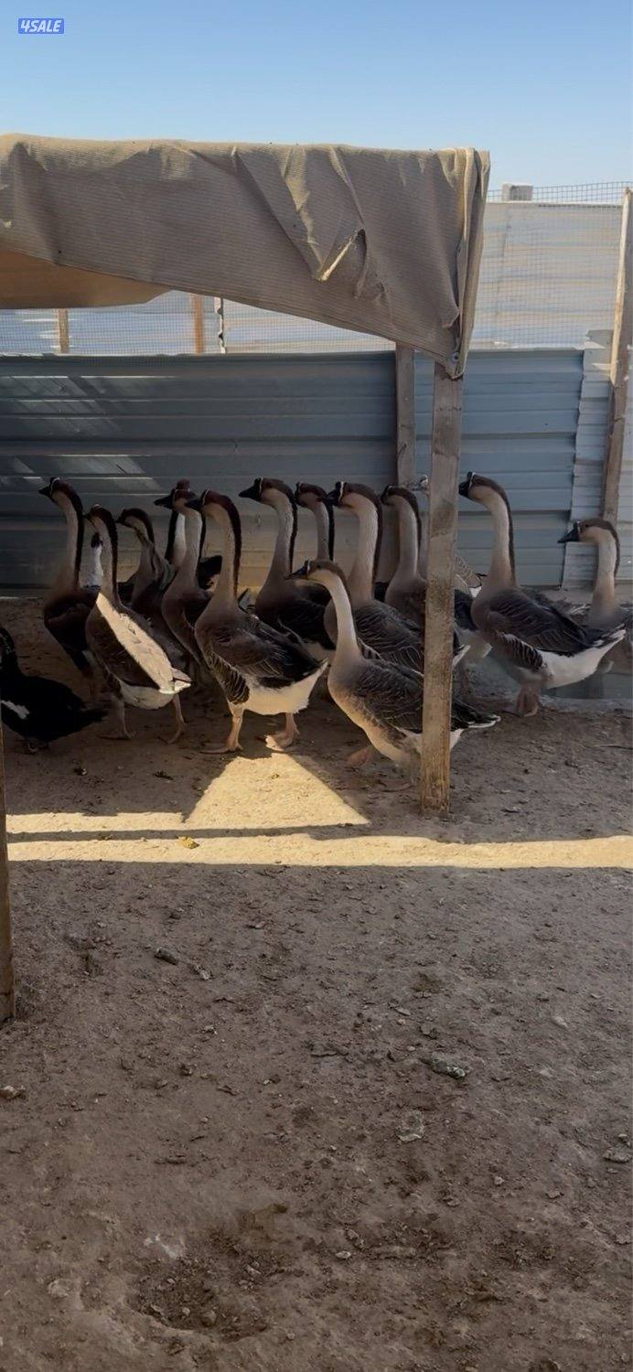 وز كندي اصلي المطلاع كيلو١٥0