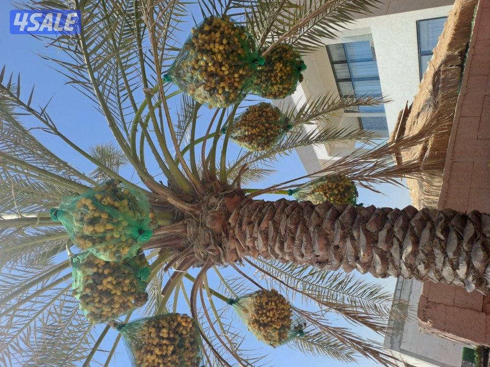 تنظيف وتكريب وزراعة النخيل بأيدي اهوازيين1