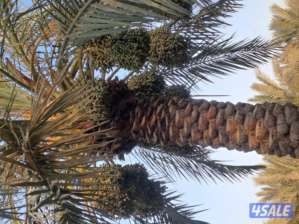 تنظيف وتكريب وزراعة النخيل بأيدي اهوازيين0