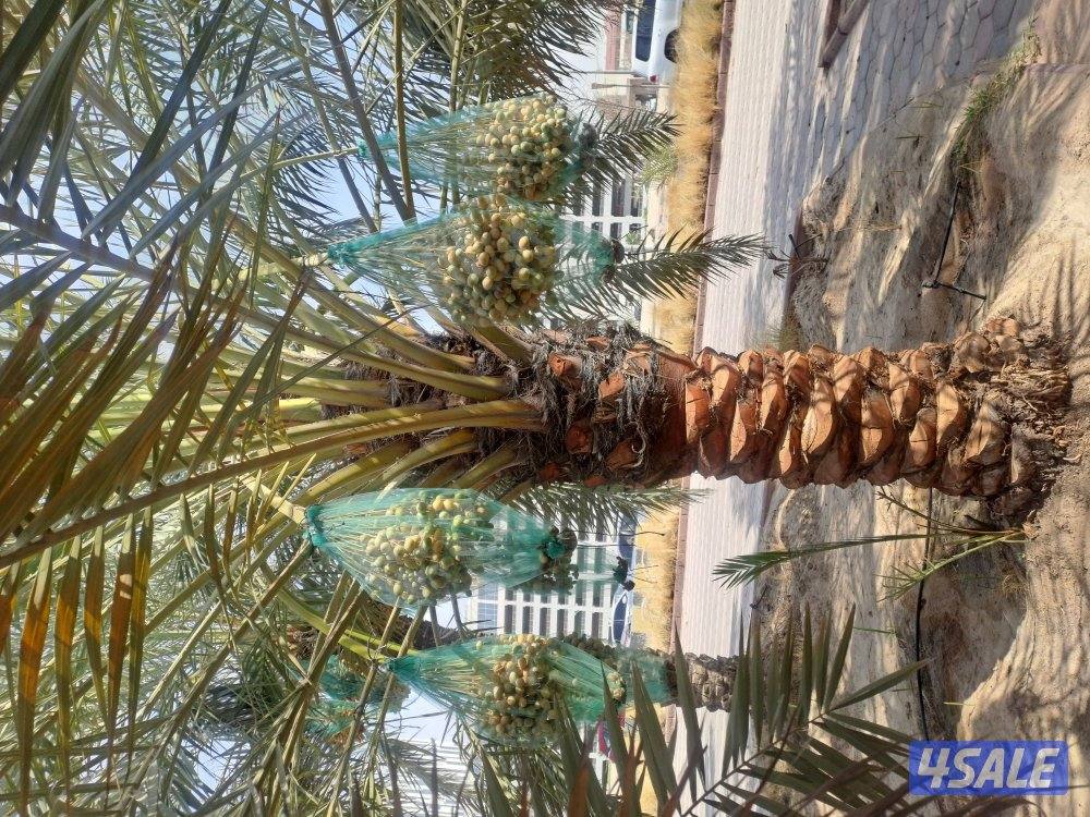 تنظيف وتكريب وزراعة النخيل بأيدي اهوازيين2