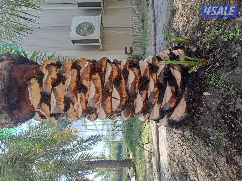 تنظيف وتكريب وزراعة النخيل بأيدي اهوازيين3