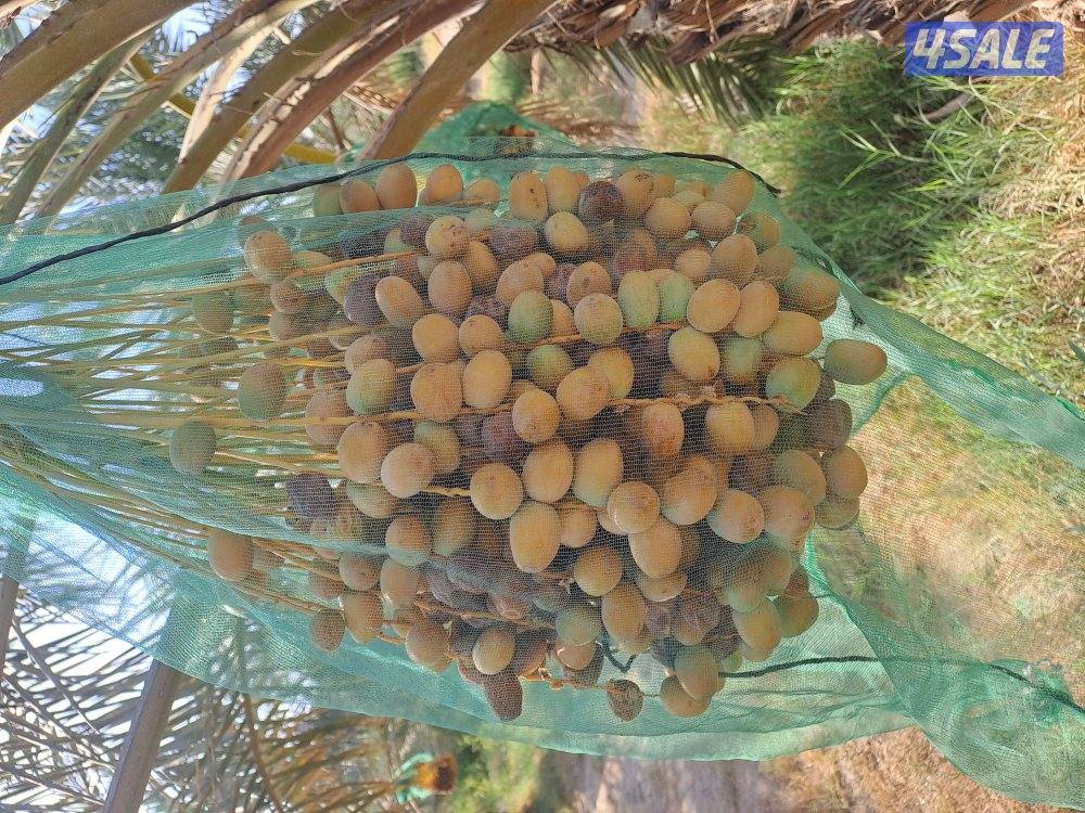 تنظيف وتكريب وزراعة النخيل بأيدي اهوازيين5