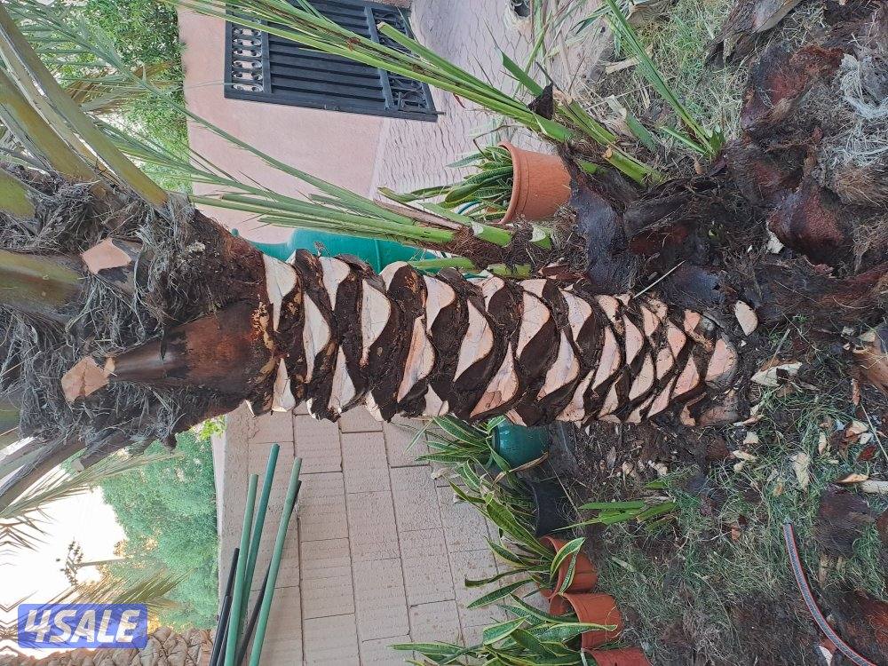 تنظيف وتكريب وزراعة النخيل بأيدي اهوازيين4