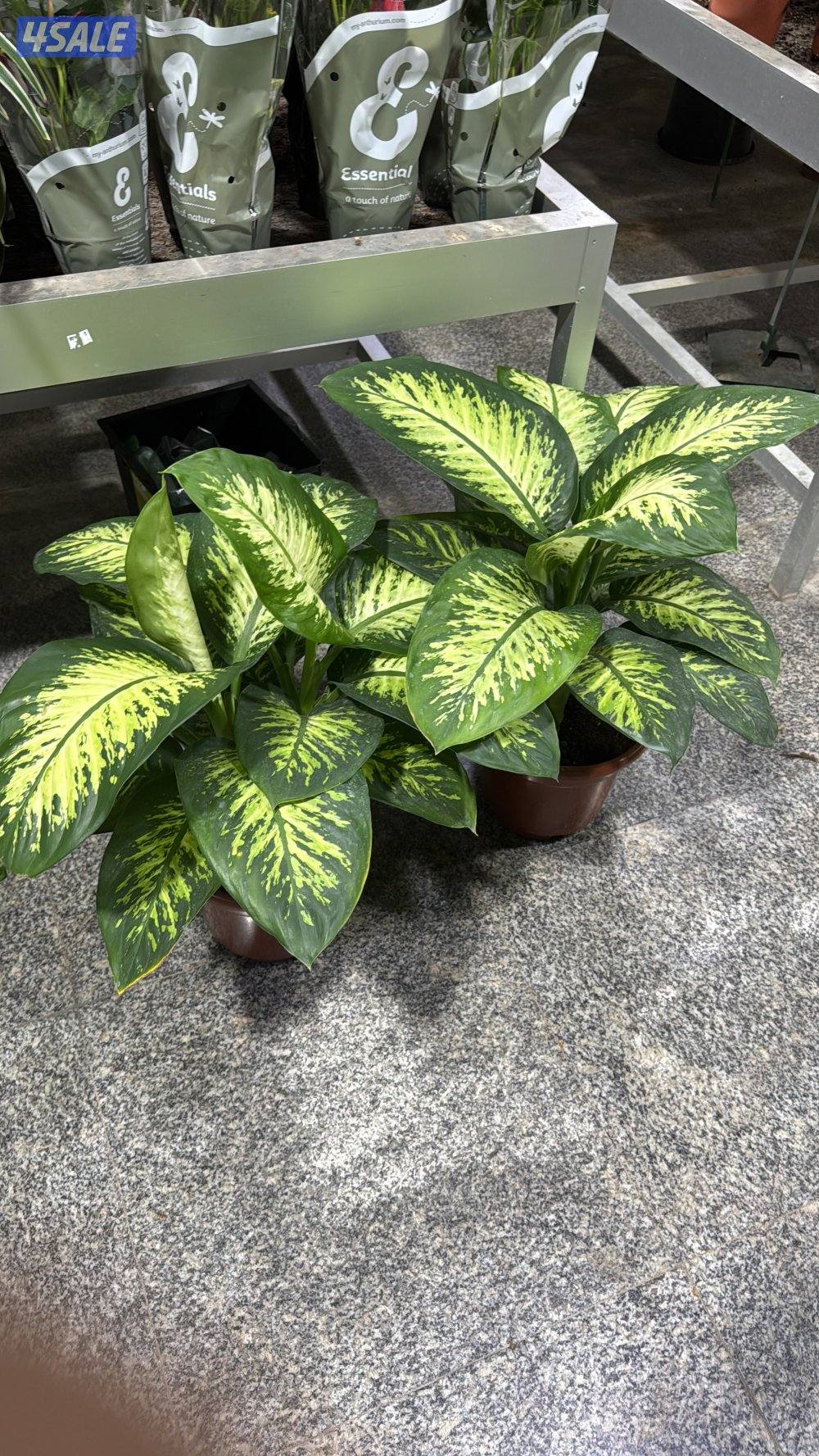 شاليه للبيع0