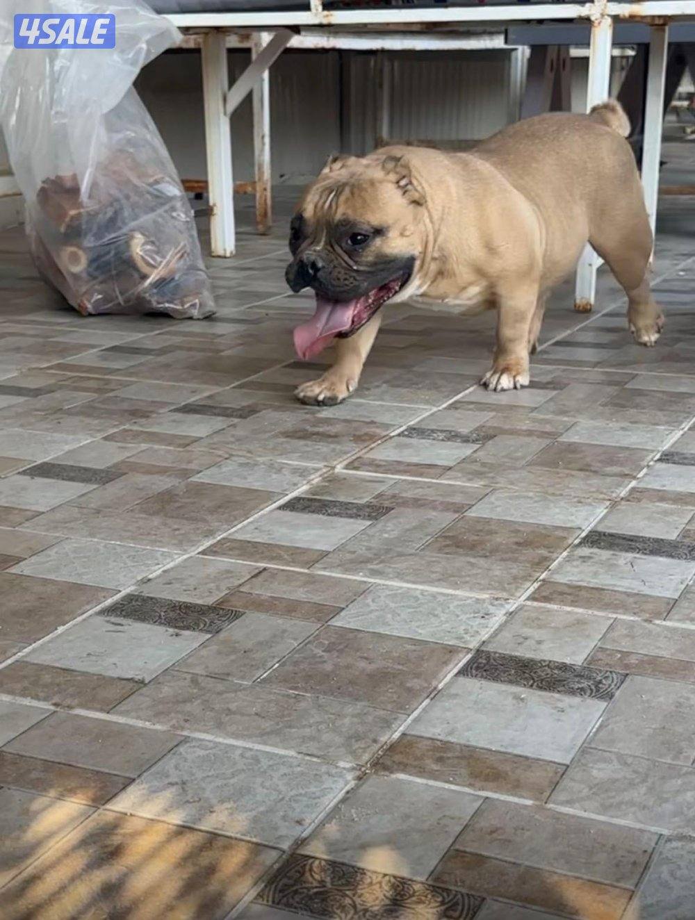 للبيع يوز امريكان بولي اعمارهم ٣سنوات ونص0