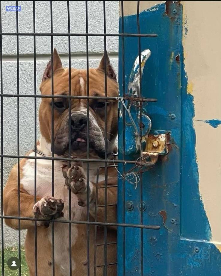 للبيع يوز امريكان بولي اعمارهم ٣سنوات ونص1