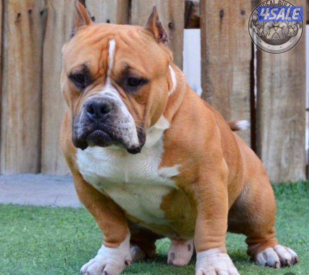 للبيع يوز امريكان بولي اعمارهم ٣سنوات ونص2