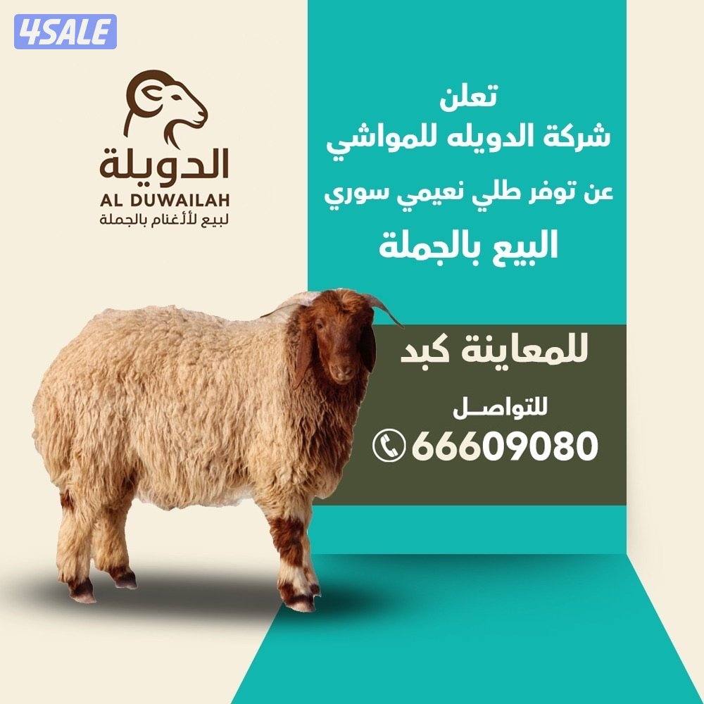 السلام عليكم متوفر لدينا بطليان نعيميه سوريه فاخره للطلب  جمله0