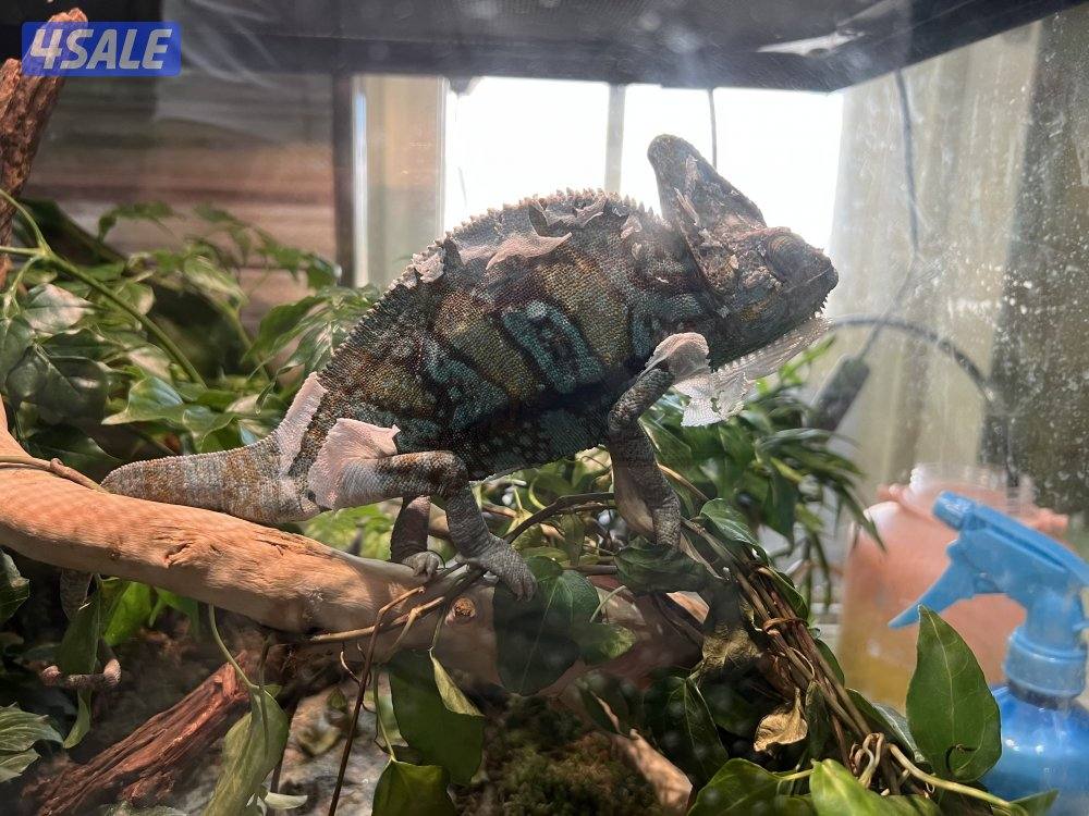 للبيع حرباء1