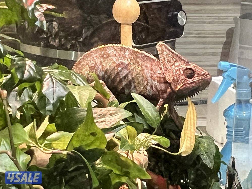 للبيع حرباء2