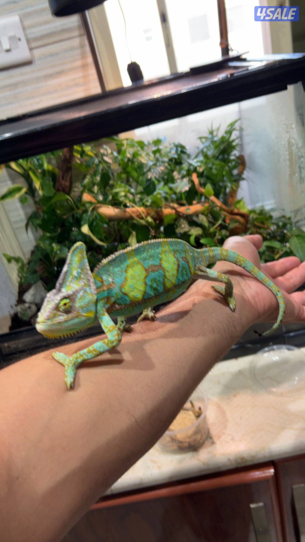 للبيع حرباء3