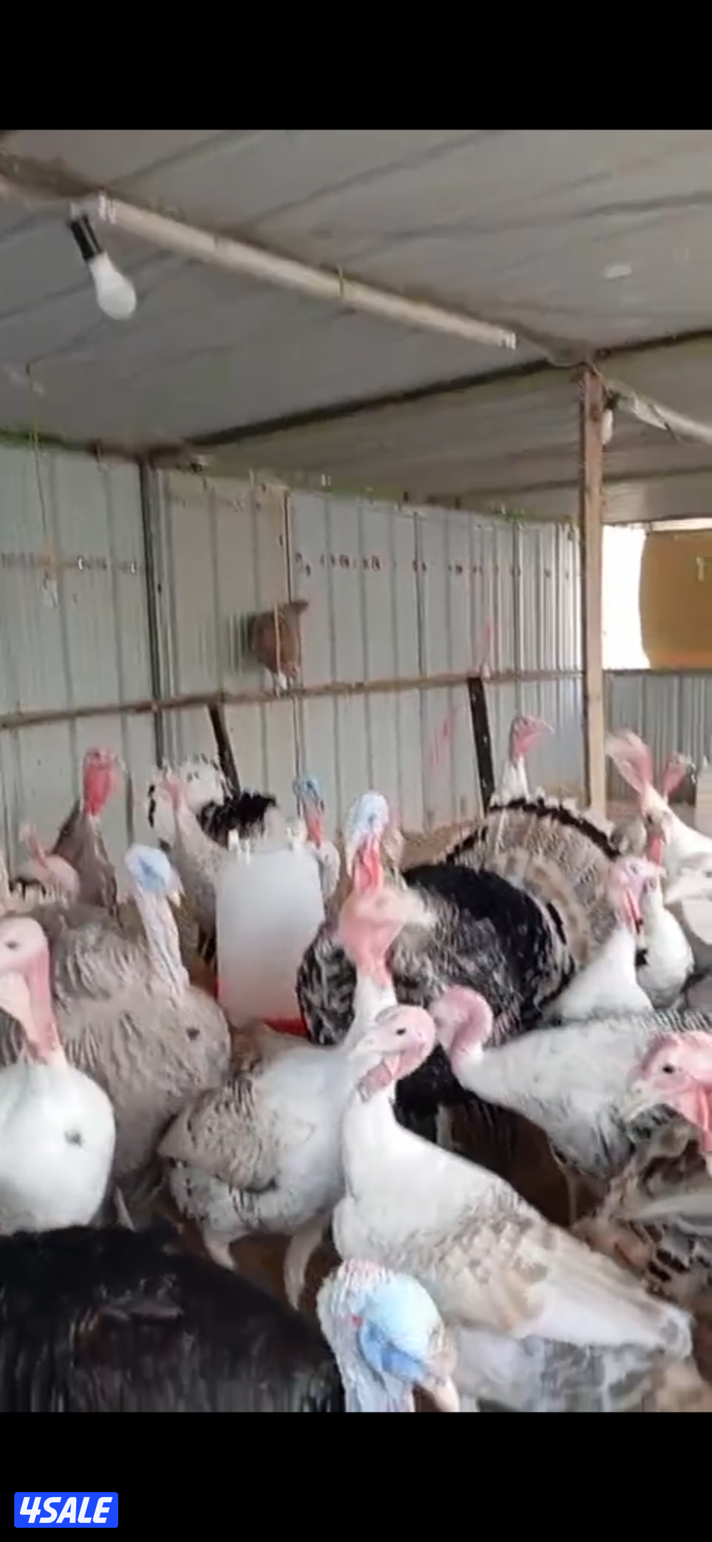 للبيع رومي ذكوره0