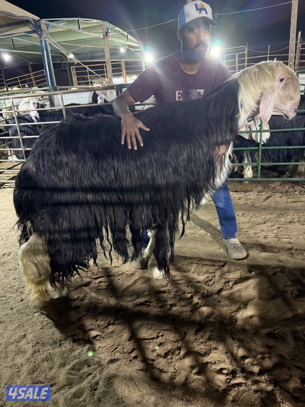 نجد 19 راس مع الفحل غنم فاخره جروم طيبه0