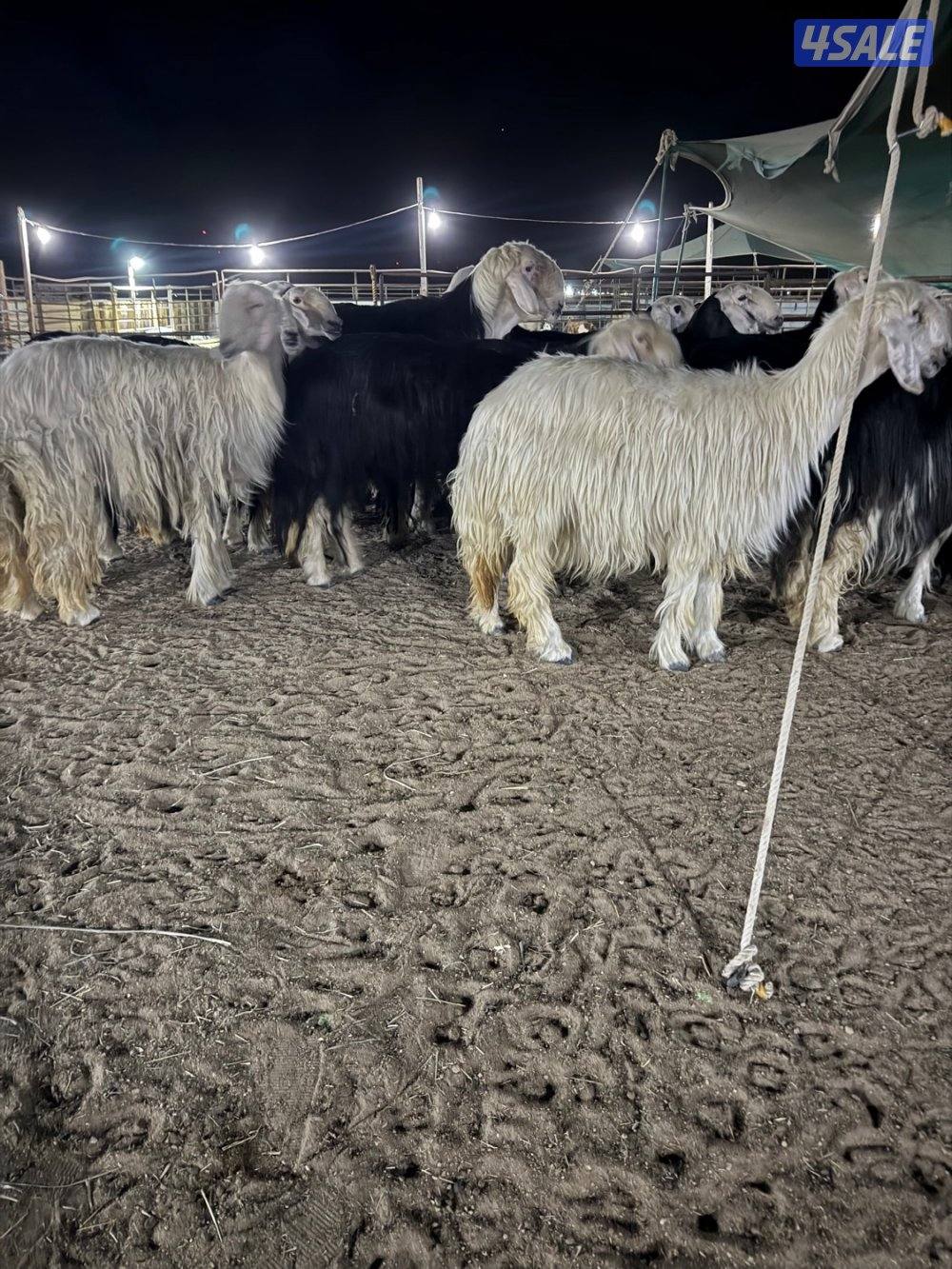 نجد 19 راس مع الفحل غنم فاخره جروم طيبه1