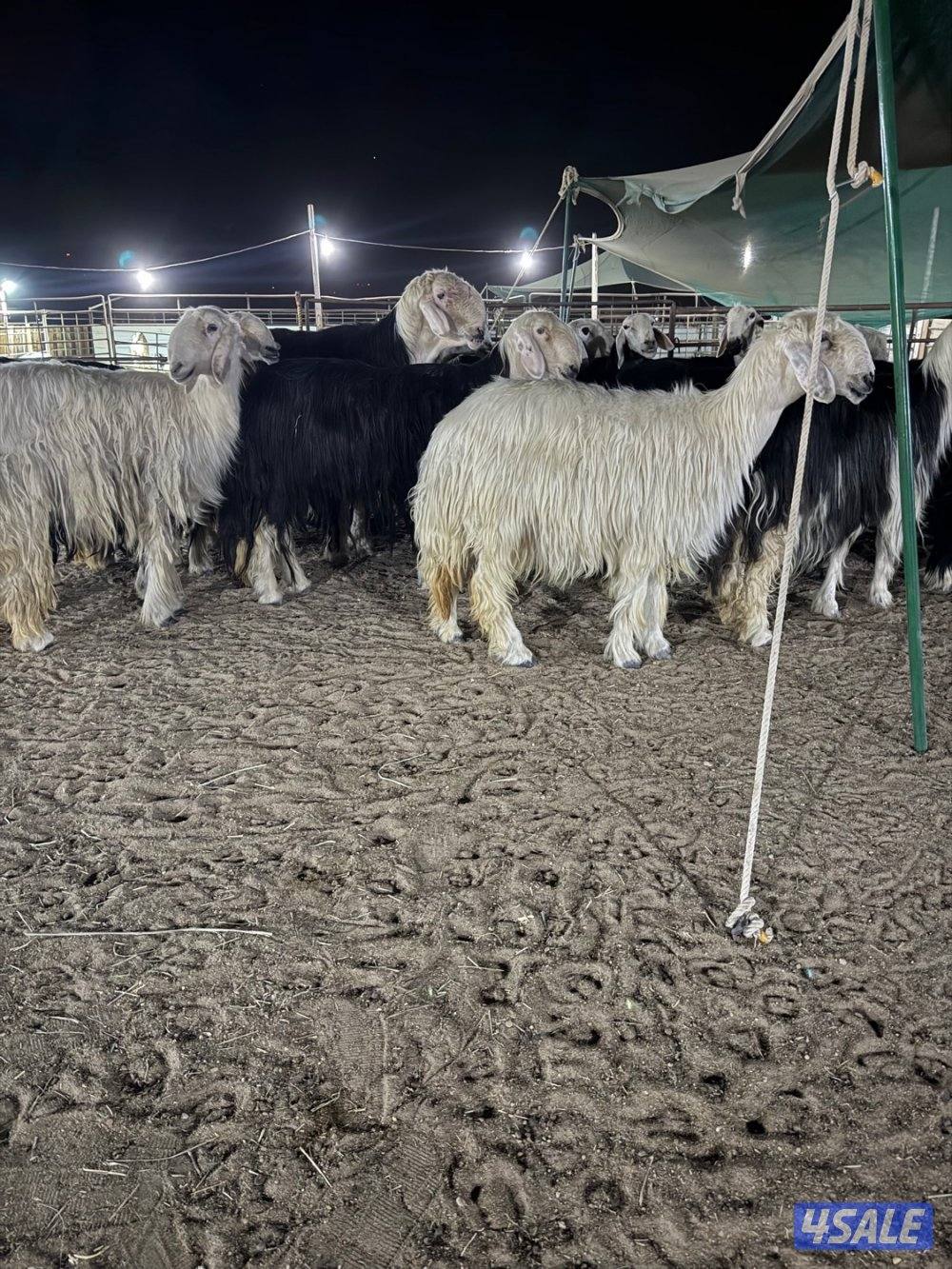 نجد 19 راس مع الفحل غنم فاخره جروم طيبه2