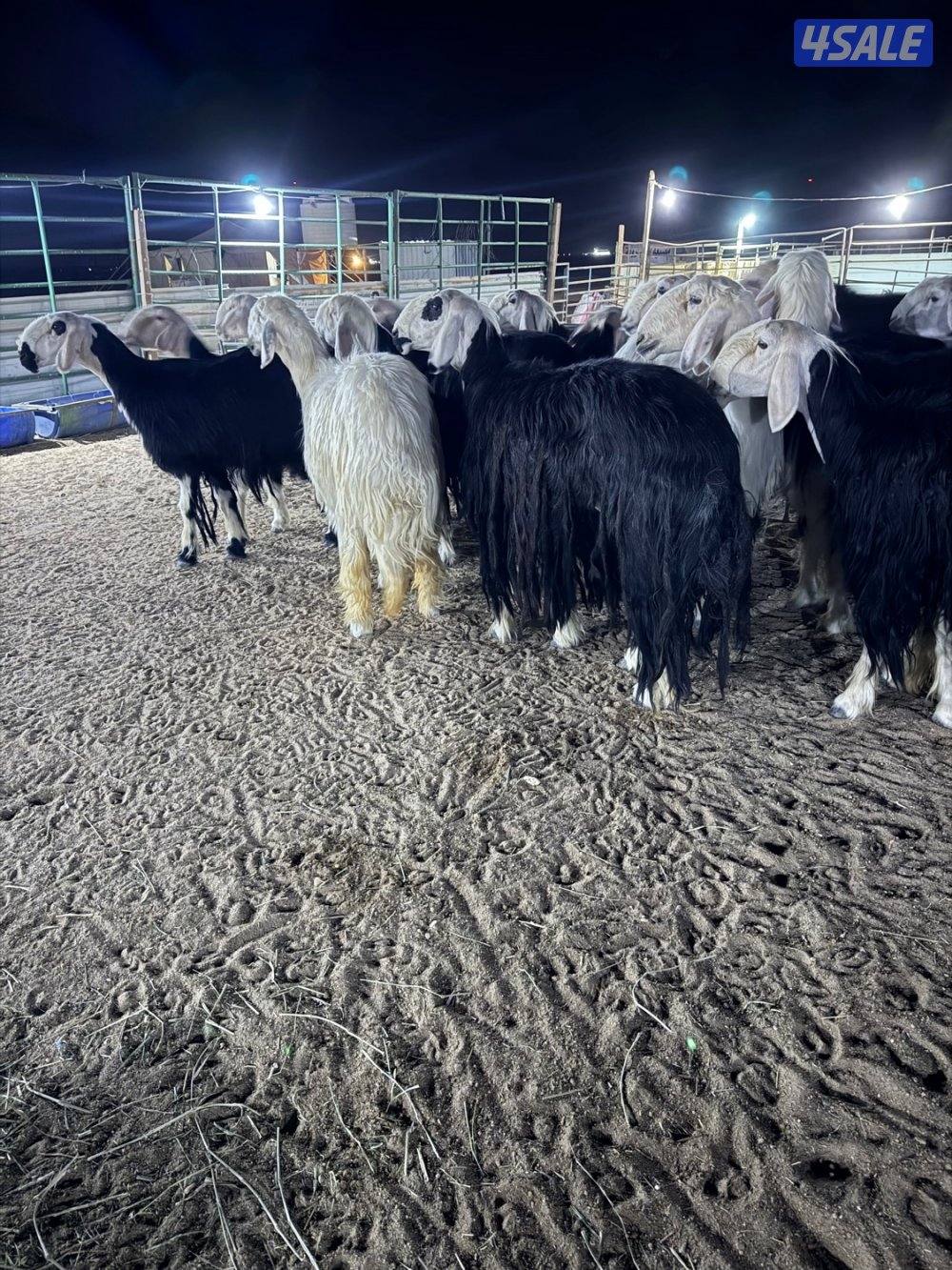 نجد 19 راس مع الفحل غنم فاخره جروم طيبه3