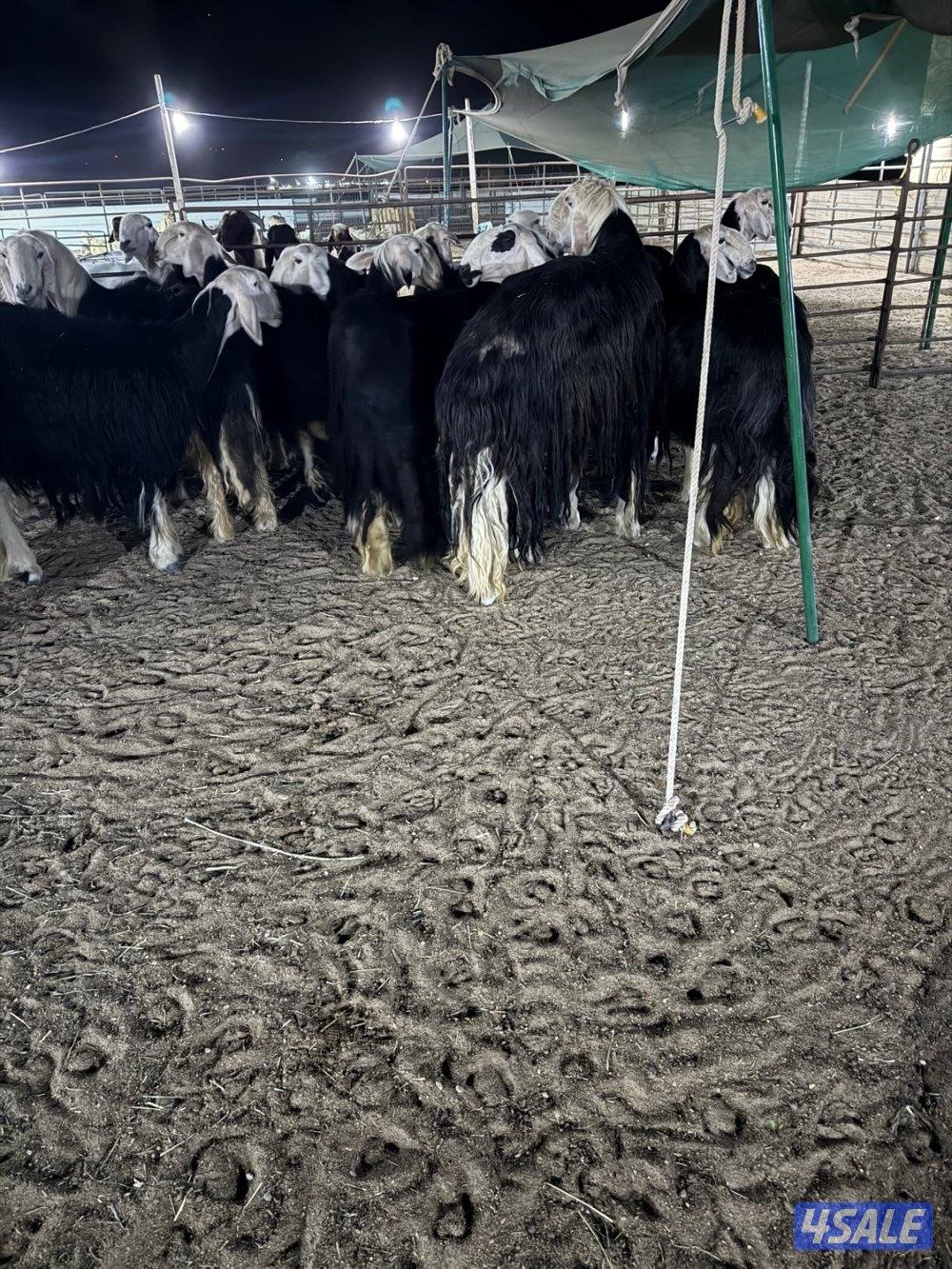 نجد 19 راس مع الفحل غنم فاخره جروم طيبه4