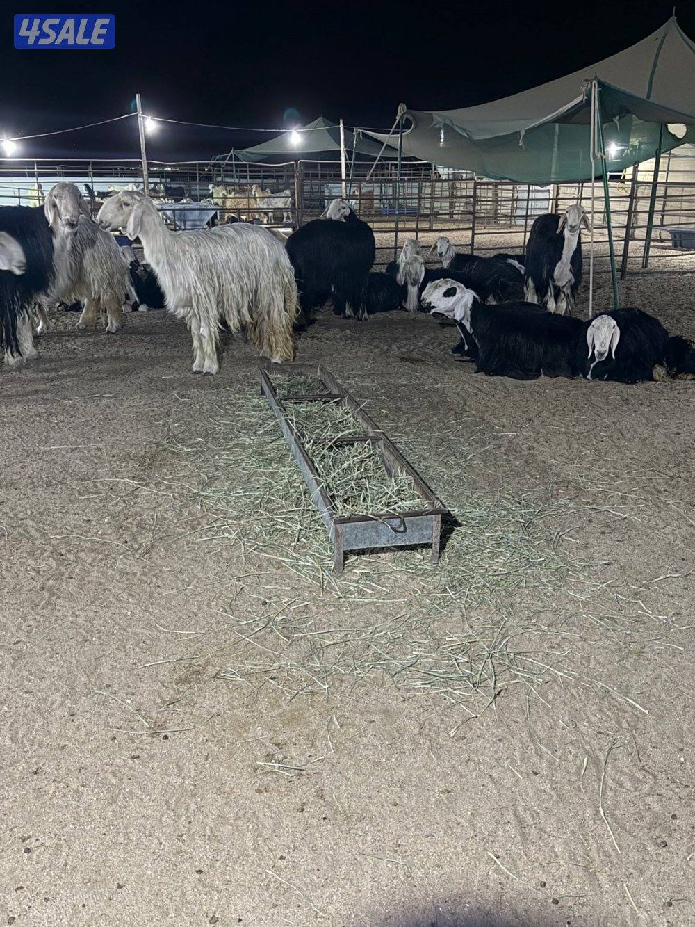 نجد 19 راس مع الفحل غنم فاخره جروم طيبه5