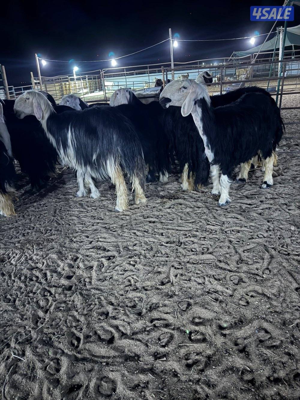 نجد 19 راس مع الفحل غنم فاخره جروم طيبه6