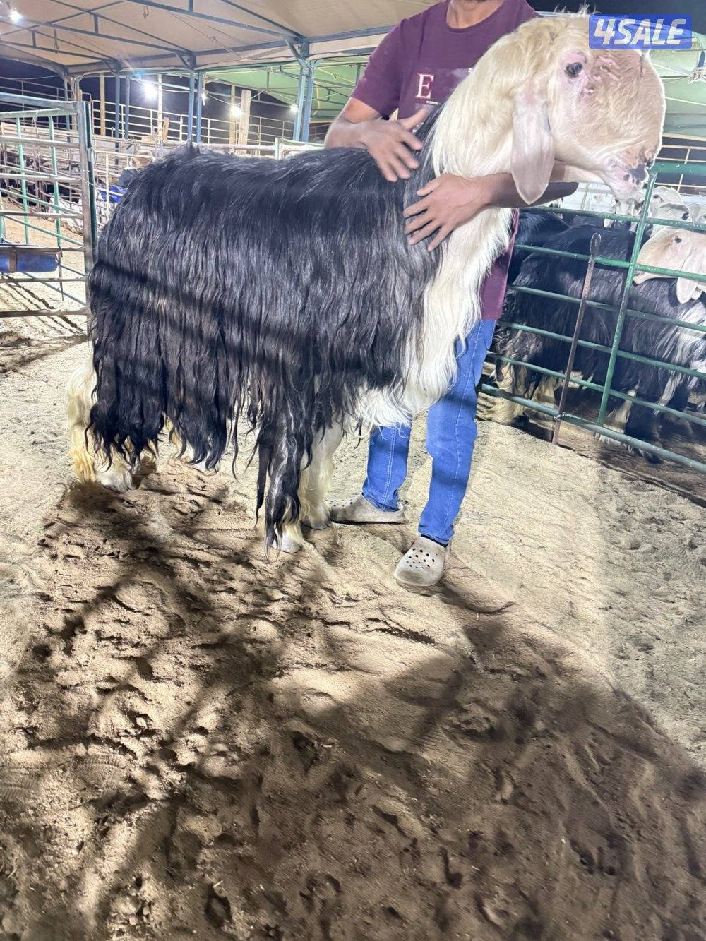 نجد 19 راس مع الفحل غنم فاخره جروم طيبه7