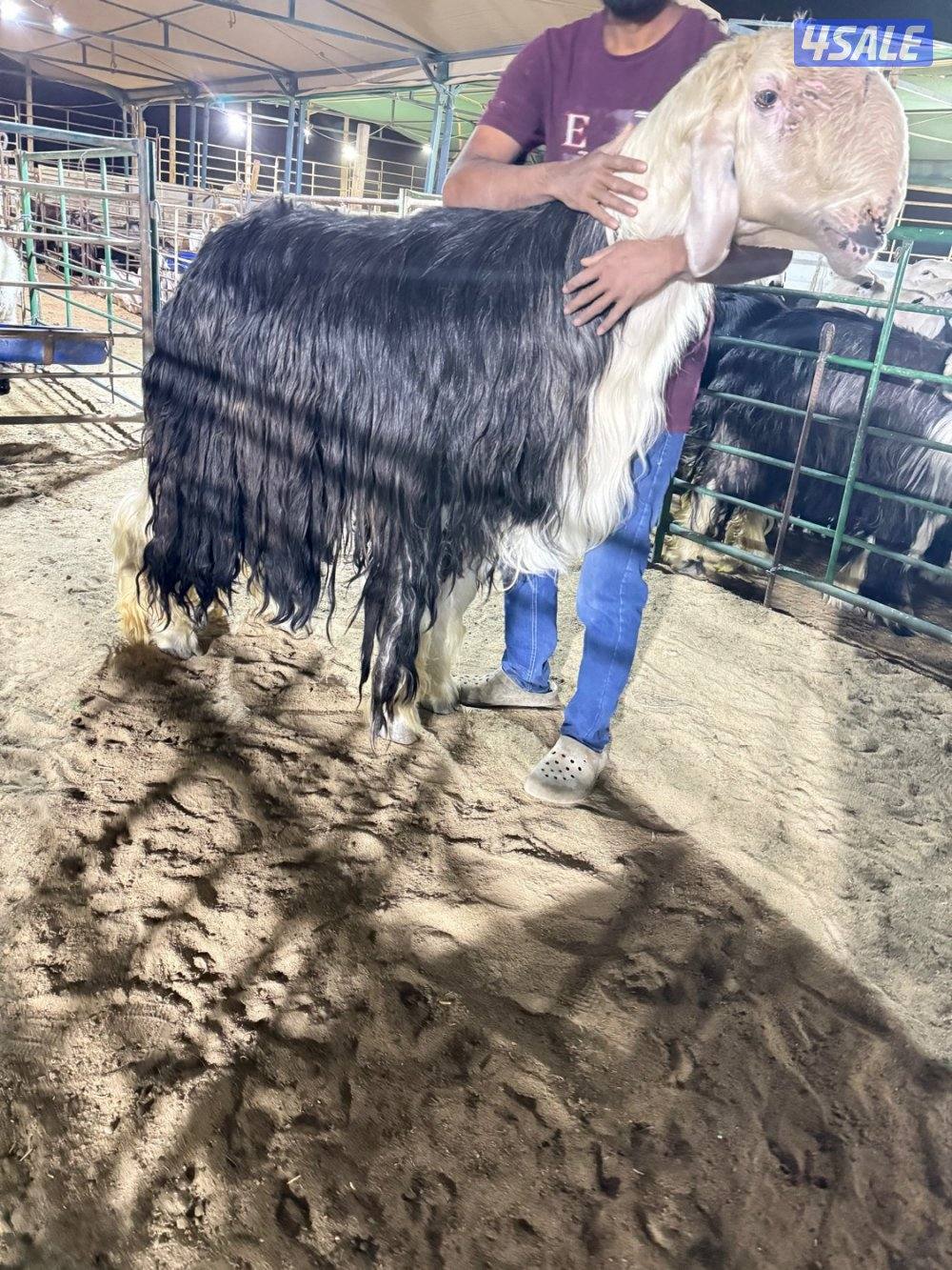 نجد 19 راس مع الفحل غنم فاخره جروم طيبه8