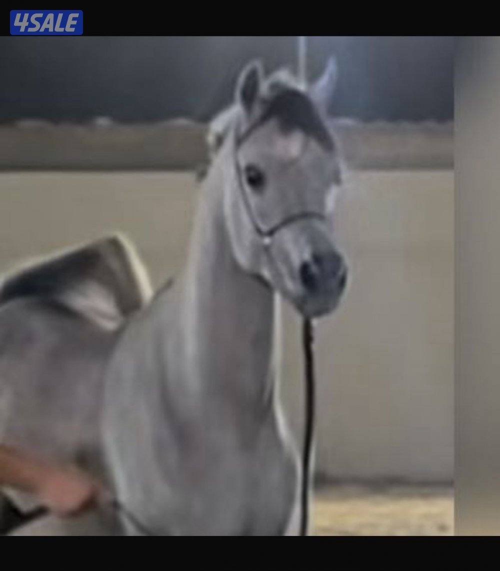 فحل بولش فاخر حفيد فياض الفياض0