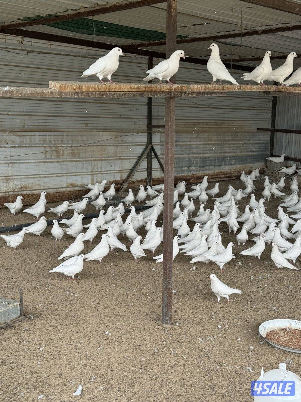 🇫🇷 حمام لاحم فرنسي 🇫🇷1