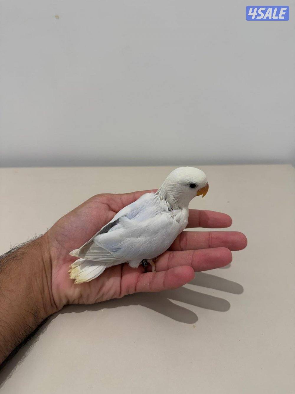 تشكيلة فروخ لوفبيرد/ روز عس ونهاية عس وتوصيل مجاني2