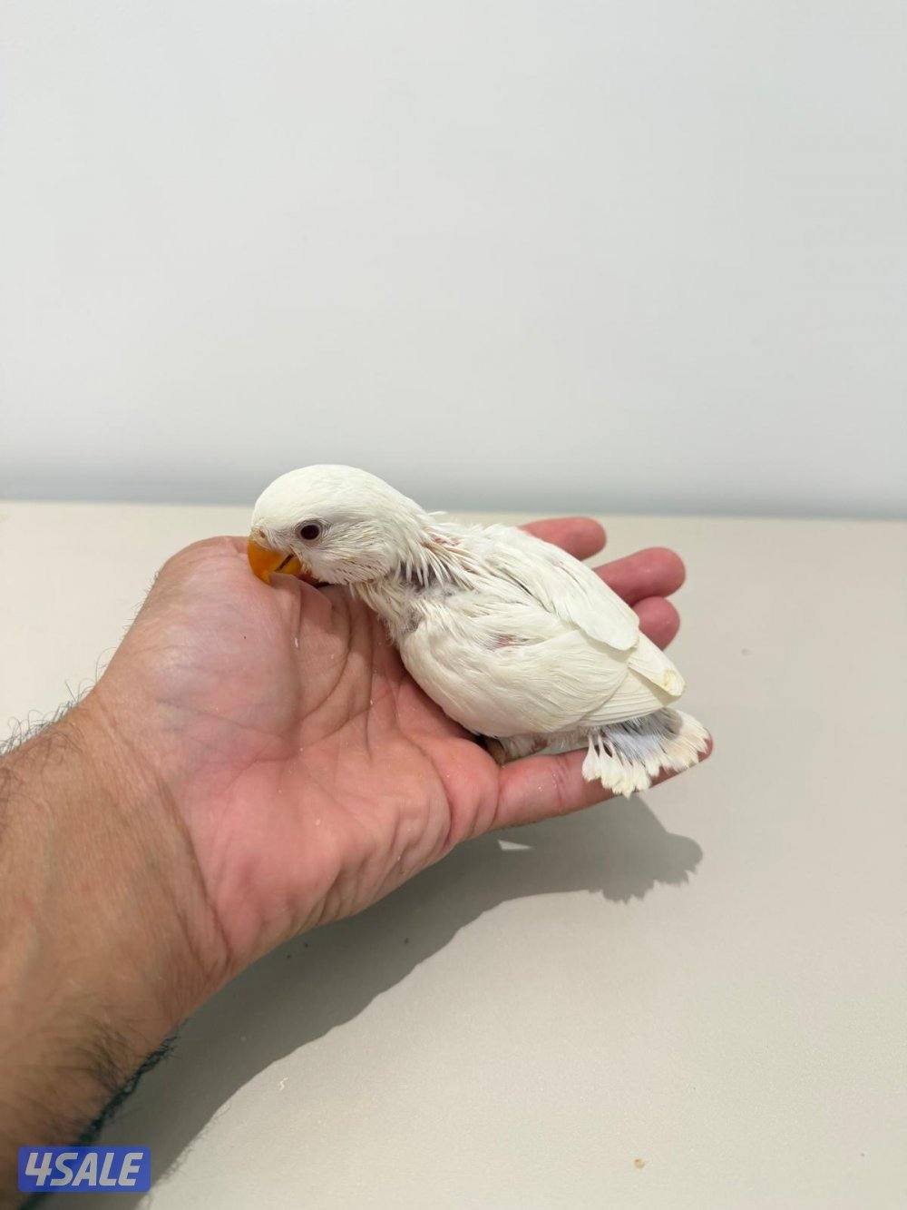 تشكيلة فروخ لوفبيرد/ روز عس ونهاية عس وتوصيل مجاني3