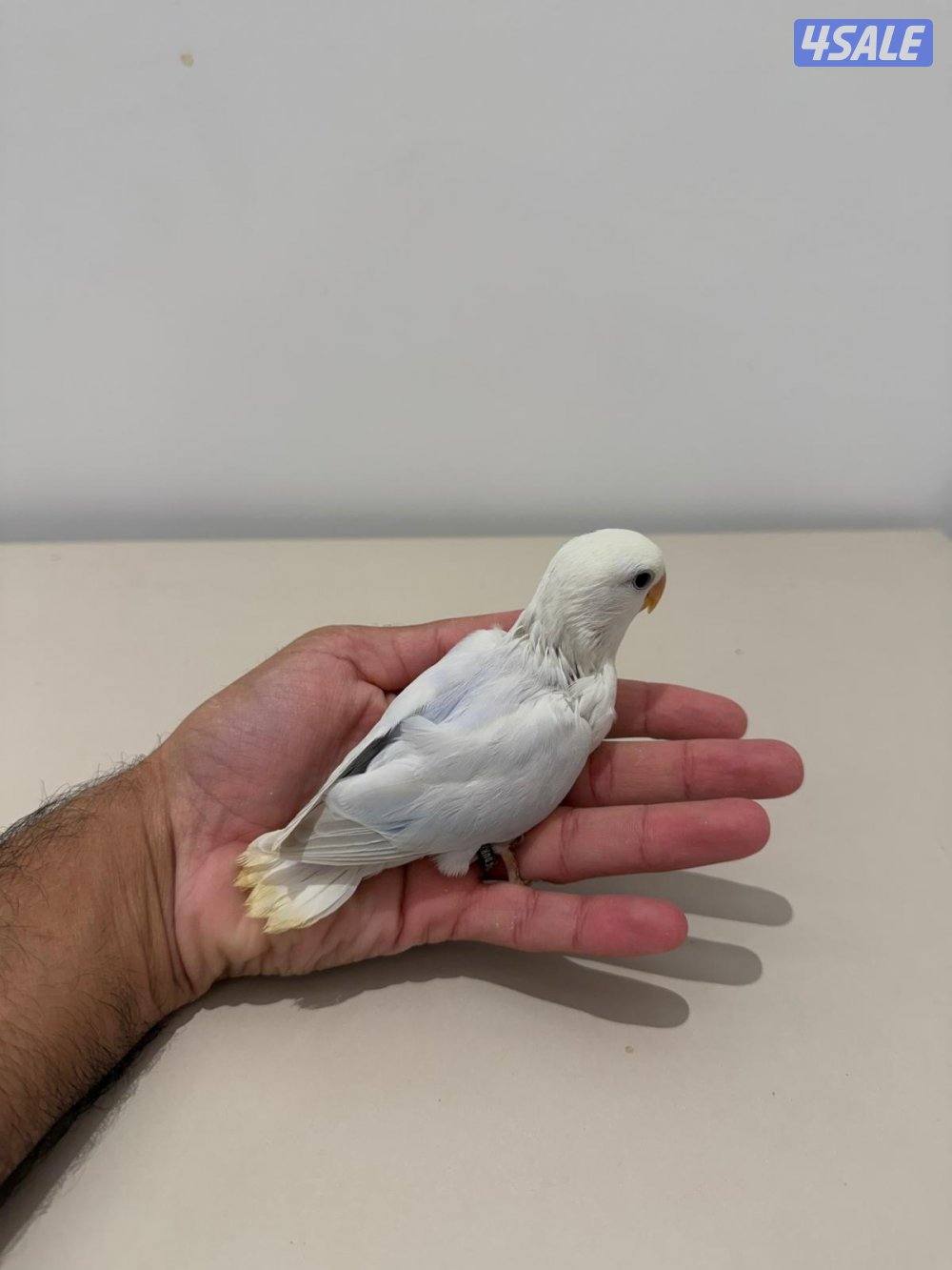 تشكيلة فروخ لوفبيرد/ روز عس ونهاية عس وتوصيل مجاني4